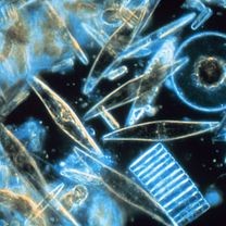 Diatoms, Class Bacillariophyceae