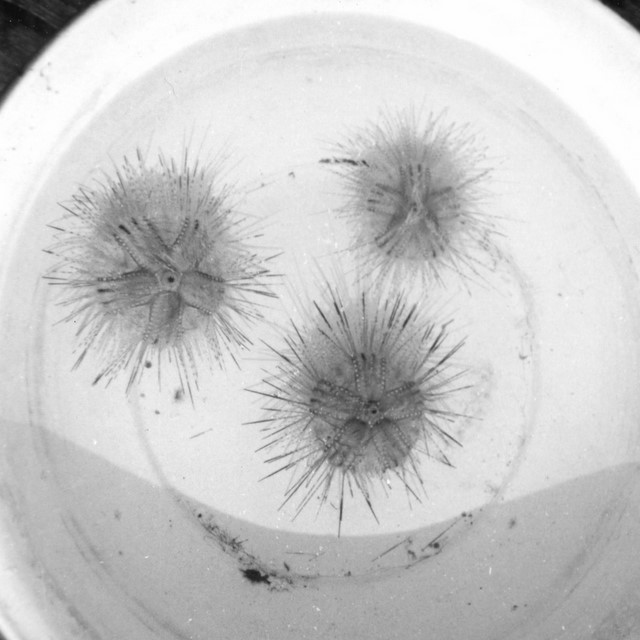 Phylum Echinodermata
