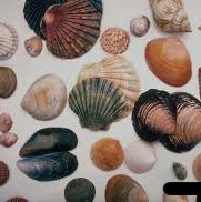 Phylum Mollusca