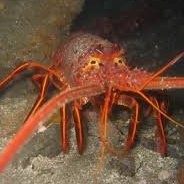 Class Malacostraca